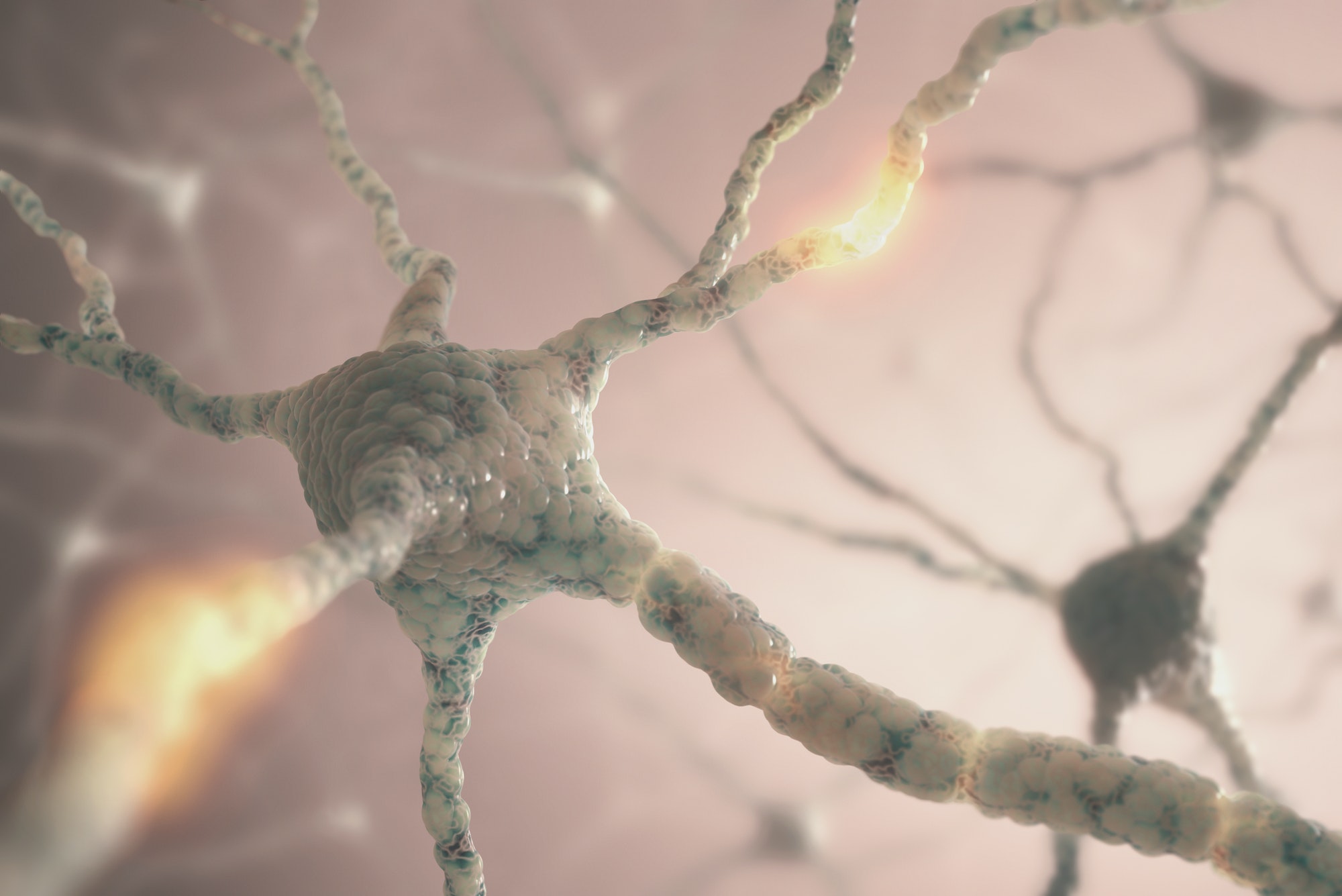 Neurons